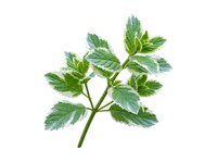 Fresh mint sprig with vibrant green leaves isolated on white background, suitable for culinary, herbal, and wellness design projects.