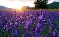 Vibrant purple lavender field at sunset with golden sunlight illuminating mountain landscape in background, creating serene countryside atmosphere.