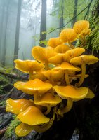 Vibrant yellow mushrooms growing in clusters on mossy tree trunk in misty forest environment, dramatic natural lighting highlights delicate gill structure.