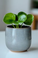 Chinese money plant with round green leaves in modern gray ceramic pot on white surface, soft natural lighting creates gentle shadows and highlights.