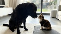 Black dog and tabby kitten touching noses indoors, showing friendship and companionship between pets in a modern home setting.