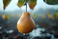 Fresh ripe yellow pear with water drops hanging on tree branch against blurred natural background. Close up view of organic fruit in garden after rain.