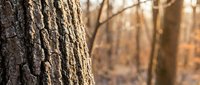 Close-up of textured tree bark in warm sunlight with blurred autumn forest background creating natural outdoor scene for environmental design projects.