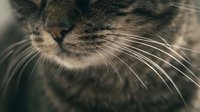 Close-up macro shot of cat whiskers and nose showing detailed texture and sensory features for pet care and veterinary educational content.