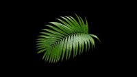 Tropical green palm leaf isolated on transparent background, ready for t-shirt design, stickers, clipart, print on demand, and sublimation projects.