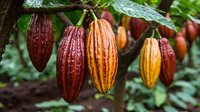 Fresh cacao pods in various ripening stages hanging on tree branch with water drops after rain, showing natural color progression from red to orange.