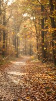 Golden autumn leaves falling on forest path with warm sunlight filtering through trees creating magical seasonal atmosphere for nature backgrounds.