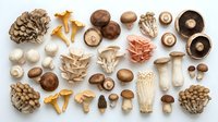 Assorted fresh and dried mushrooms including chanterelles, oyster, button, and shiitake varieties arranged on white background for culinary, botanical, and food styling projects.