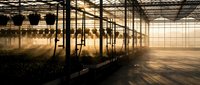Modern greenhouse interior with dramatic sunlight streaming through glass walls creating golden hour atmosphere for agricultural technology concepts.