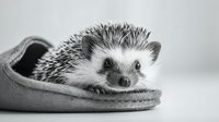 Adorable hedgehog sitting in gray slipper on white background. Cute small mammal pet with spiky quills looking at camera. Cozy domestic animal portrait.