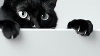 Black cat with bright eyes peeking over white edge, dramatic black and white contrast creates mysterious and playful mood. Close up view shows paws and partial face.