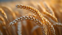 Golden wheat ears in warm sunset light, shallow depth of field close-up. Ripe cereal crop swaying in summer breeze, agricultural field background.