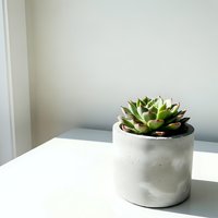 Small succulent plant in modern concrete pot on white table near window with natural light for minimalist home decor and interior design.