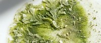 Dried matcha green tea powder with crushed leaves scattered on white surface, close-up shot for beverage and wellness content.