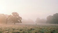 Misty morning landscape with scattered trees and grazing deer in foggy meadow, suitable for nature and wildlife backgrounds.