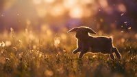 Young goat kid jumping and playing in golden sunlit meadow with bokeh background, suitable for agriculture, farming, animal husbandry and pastoral lifestyle content.