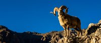 Majestic bighorn sheep ram with curved horns standing on rocky mountain cliff against clear blue sky in natural wilderness habitat.
