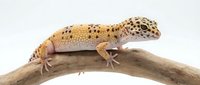 Spotted leopard gecko with yellow and brown patterned skin resting on a wooden branch against white background, isolated for design use.