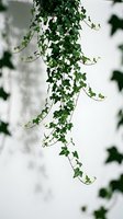 Cascading trailing ivy with lush green foliage isolated on white background, ready for design projects, web graphics, and decorative applications.