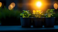 Three small potted plants in black containers against blurred bokeh sunset background, creating moody garden atmosphere with golden sunlight illuminating green foliage.