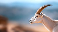 Majestic scimitar-horned oryx in profile against blurred natural background, showcasing distinctive curved horns and white-beige coat. Wildlife conservation concept.