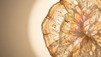 Dried persimmon fruit slice with translucent golden texture showing natural patterns and organic structure against warm neutral background.