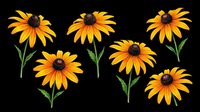 Black-eyed Susan flowers set isolated on transparent background, ready for t-shirt design, stickers, clipart, sublimation, and print on demand projects.