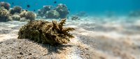 Hermit crab in natural shell on sandy ocean floor with coral reef background, marine life underwater ecosystem biodiversity tropical waters.