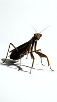 Dark brown praying mantis with long antennae and legs positioned on white background, suitable for educational materials, wildlife guides, and insect identification resources.