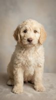 Adorable cream colored labradoodle puppy sitting on neutral background with soft studio lighting for pet photography and animal portraits.