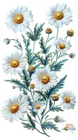 Beautiful white daisies with yellow centers and blue-green leaves arranged in an elegant botanical illustration style, perfect for wedding stationery, fabric prints and home decor.