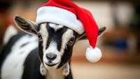 Adorable baby goat wearing red Santa hat for Christmas holiday celebration and festive farm animal greeting cards.