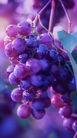 Fresh purple grape cluster with water drops and vine leaves on blurred purple background, macro photography showing juicy ripe fruit details.