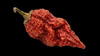 Dried red chili pepper isolated on transparent background, ready for T-shirt design, stickers, clipart, print on demand, and sublimation projects.