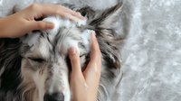 Gentle female hands massaging sleeping Border Collie dog's head on soft white blanket, showing pet care and relaxation moment in natural lighting.
