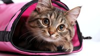 Curious tabby cat peeking out from pink pet carrier bag, close up portrait showing bright eyes and whiskers against white background, ready for travel.