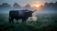 Black bull silhouette standing in misty meadow at sunrise with golden sunlight breaking through trees creating atmospheric pastoral scene.