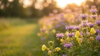 Purple wildflowers blooming in golden sunset light with soft bokeh background creating peaceful garden atmosphere for nature and wellness content.