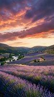 Dramatic sunset over lavender fields in mountain valley with purple flowers blooming and colorful sky for nature photography and travel content.