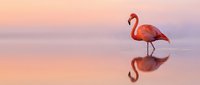 Flamingo wading in shallow water at sunrise with mirror reflection on calm surface, ideal for nature and wildlife backgrounds.