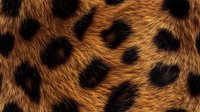 Closeup of wild animal fur pattern showing brown and golden textured coat with dark rosette spots, creating natural leopard print background for fashion design.