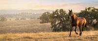 Brown horse galloping across golden meadow at sunset with rolling hills and oak trees in pastoral countryside landscape for equestrian and nature themes.