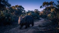 Wild wombat walking along dirt path through Australian bush landscape at twilight with purple sky and native vegetation surrounding the trail.