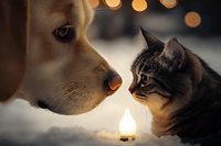 Close-up portrait of dog and cat faces near glowing candle light creating atmospheric mood with bokeh lights in background, friendship concept.
