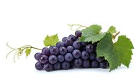 Fresh purple grapes cluster with green vine leaves isolated on white background for healthy food and wine industry designs.
