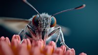 Extreme macro photography of moth face with compound eyes and antennae, perched on pink flower petals against dark teal background, showing intricate insect details.