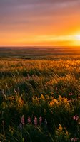 Golden sunset over prairie grassland with wildflowers and rolling hills creating warm atmospheric landscape for nature and travel content.