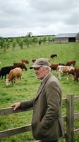 Senior Caucasian farmer in cap overlooking cattle herd grazing in green pasture with solar panel barn, sustainable agriculture and livestock farming.