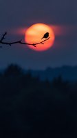 Silhouetted bird perched on bare branch against glowing orange sun during sunset, with dark blue twilight sky and forest landscape below for nature and wildlife projects.