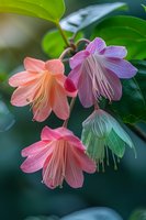 Delicate pastel trumpet flowers with dewdrops hanging from branch against green foliage background, perfect for nature publications and botanical illustrations.